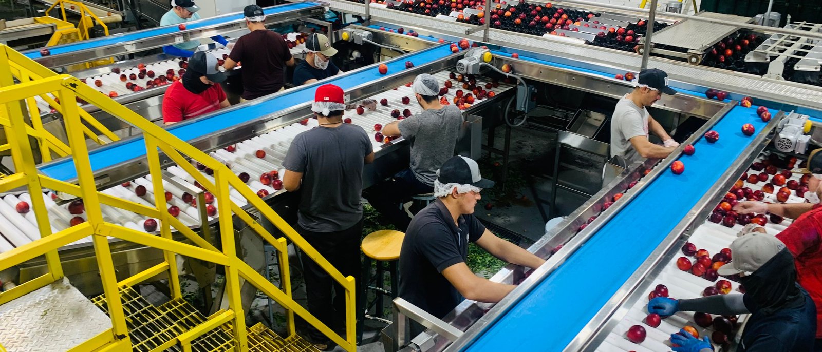 Сортировка фруктов на производстве